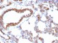  Actin, Muscle Specific (Muscle Cell Marker) Antibody - With BSA and Azide